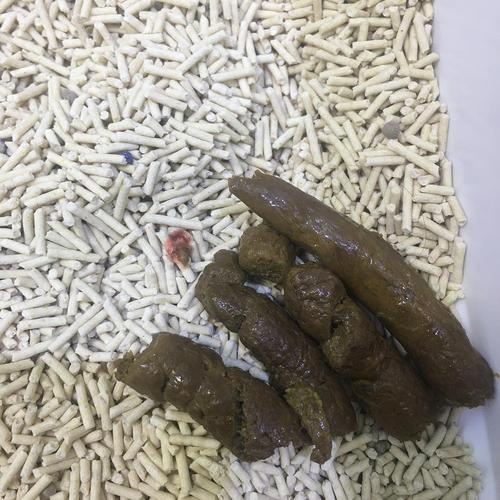 猫咪软便是什么样子