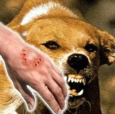小狗狂犬打完后有什么症状