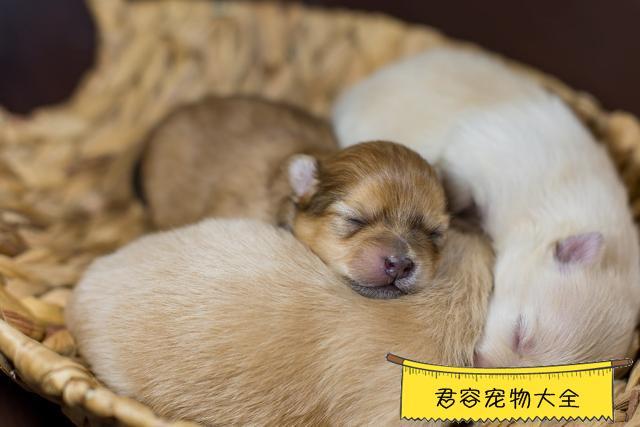 狗狗生了小狗没奶怎么办