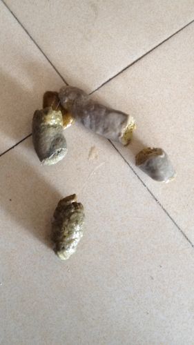 狗狗大便稀臭怎么回事