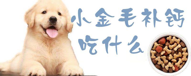 金毛平时吃什么补钙