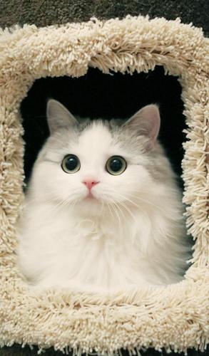 养猫咪的人叫什么名字好