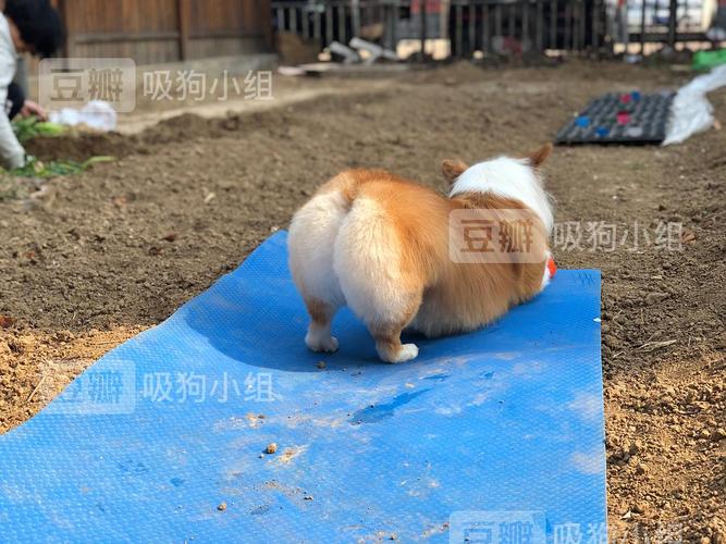 狗狗屁股什么颜色正常吗