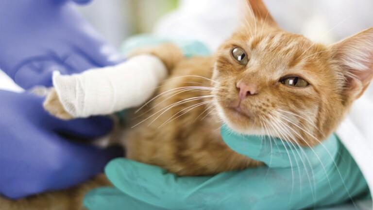 猫咪骨折了吃点什么好
