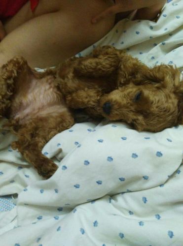 狗狗生完了为什么还喘