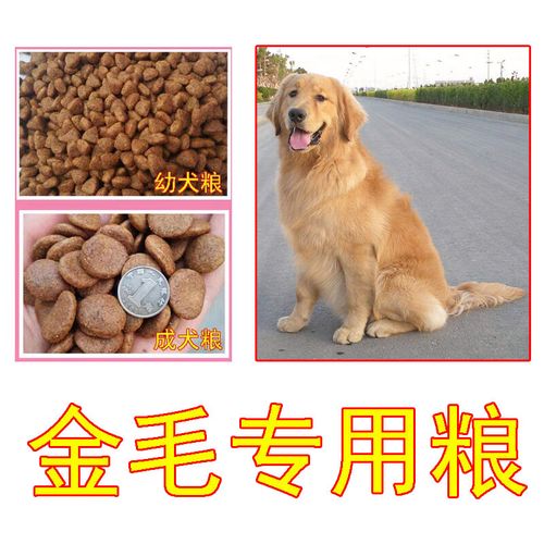 金毛6个月吃什么狗粮好