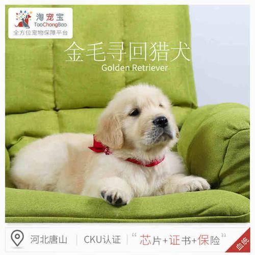 宠物血统是什么意思