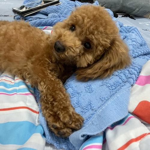 幼犬泰迪需要补充什么时候