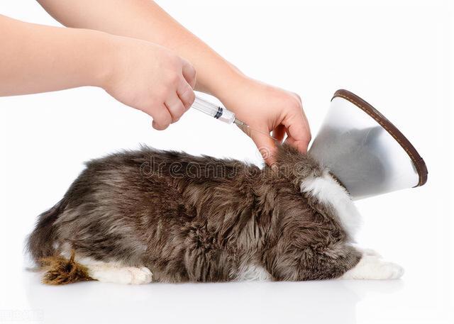 猫咪生了宝宝打什么针