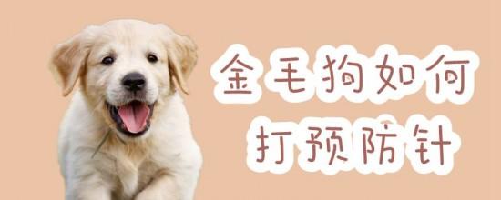 金毛最晚什么时候打疫苗