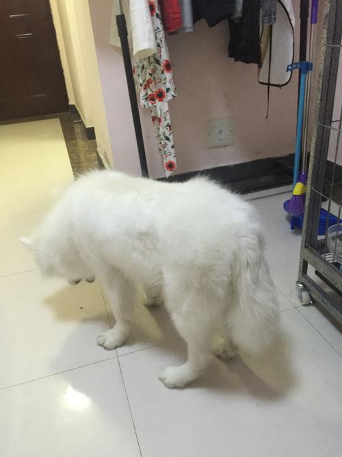 萨摩一天吐了6次怎么办