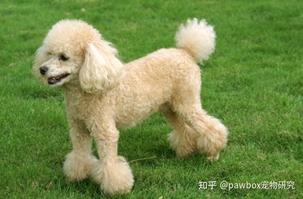 贵宾幼犬吃什么
