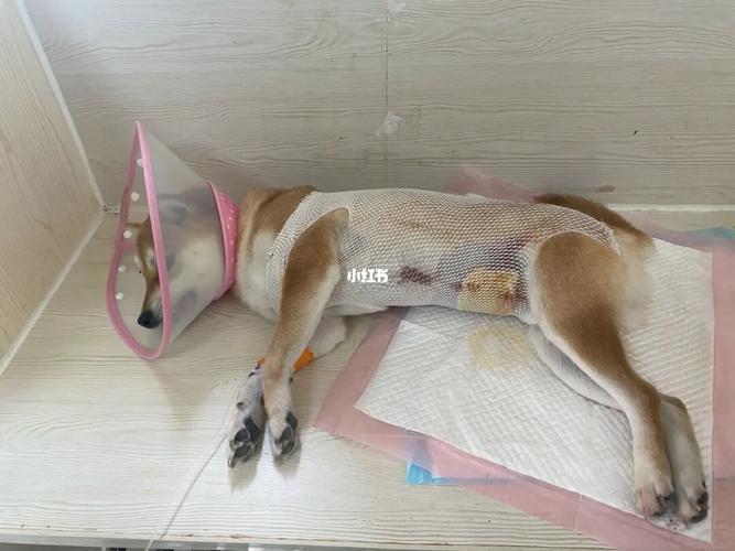 狗狗怎么绝育的