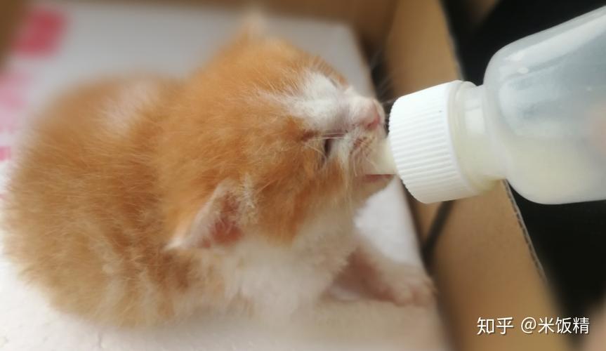刚生的猫咪吃什么