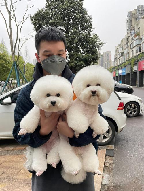 比熊为什么叫不停