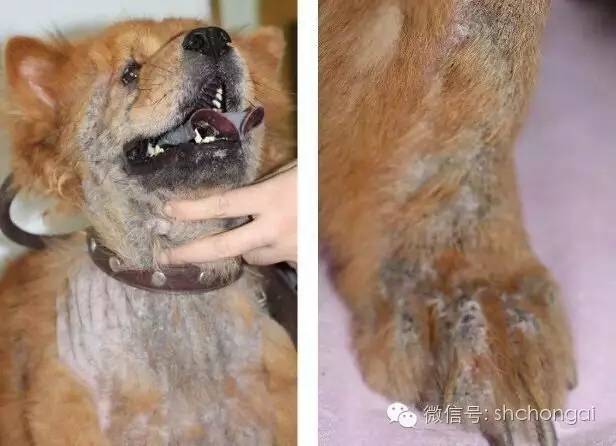 拉布拉多犬满虫病怎么治