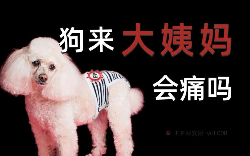 小狗月经期间长的什么
