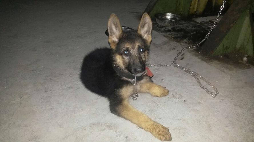 狼狗幼犬有什么特点