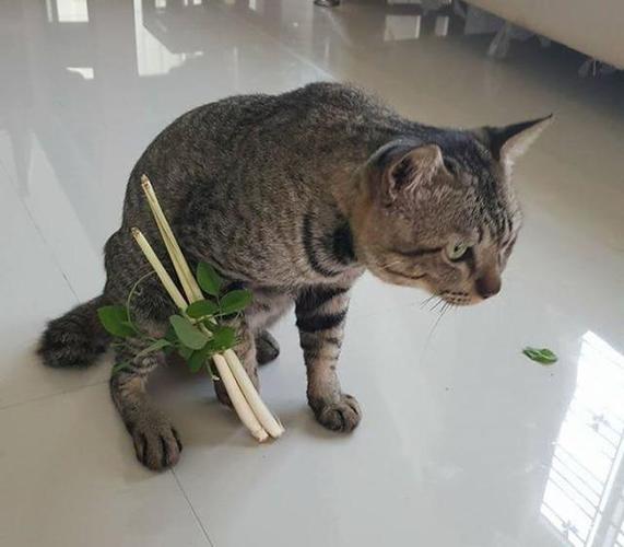 猫咪摔着了怎么办
