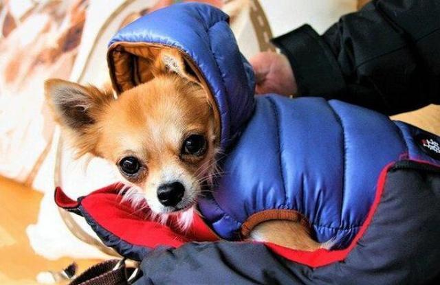 怎么大冬天让幼犬不冷