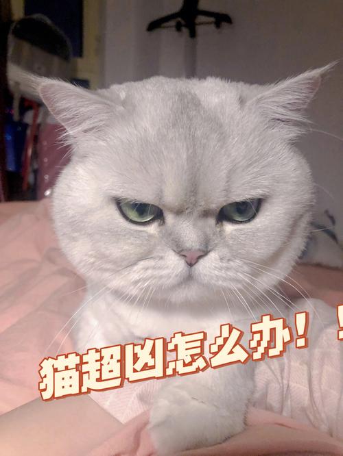 猫咪非常凶怎么办
