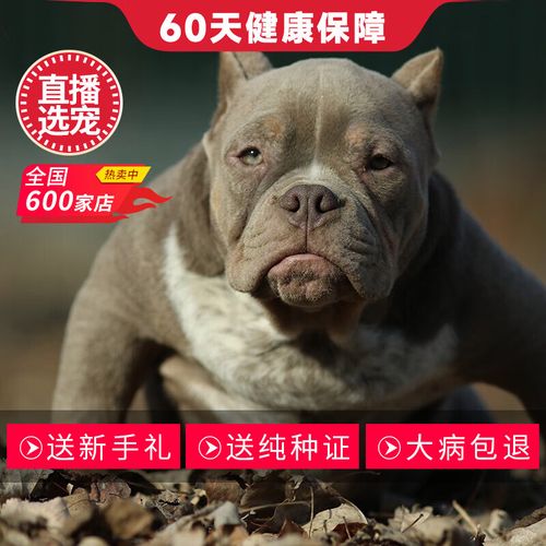 什么是宠物级狗