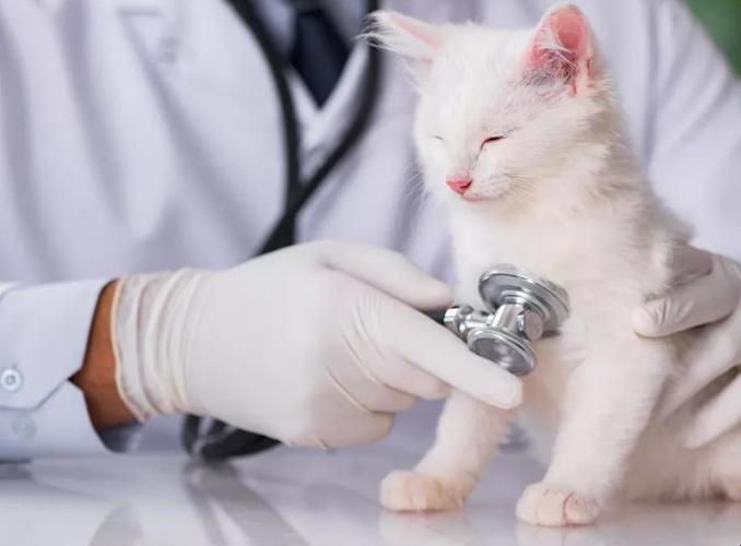 猫咪胆小怎么带出去打疫苗