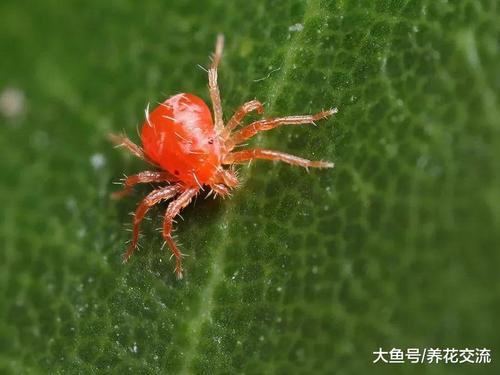 如何防止蜘蛛
