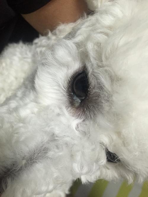为什么狗狗会有眼屎