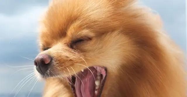 狗狗喘是怎么回事