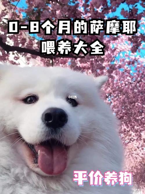 给萨摩喂什么