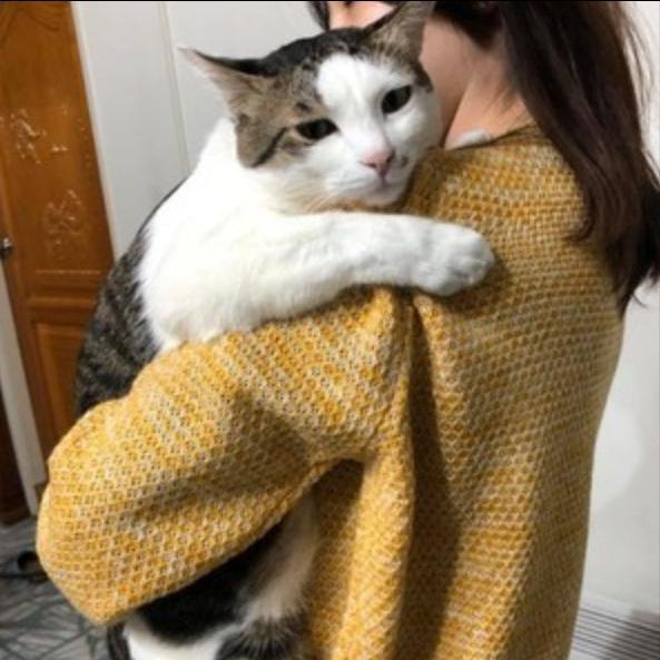 带猫咪出门没有猫包怎么办