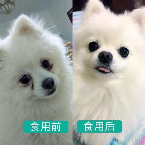 博美犬吃什么狗粮