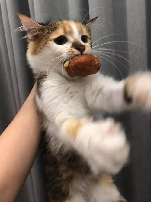 怎么驱赶猫咪偷食