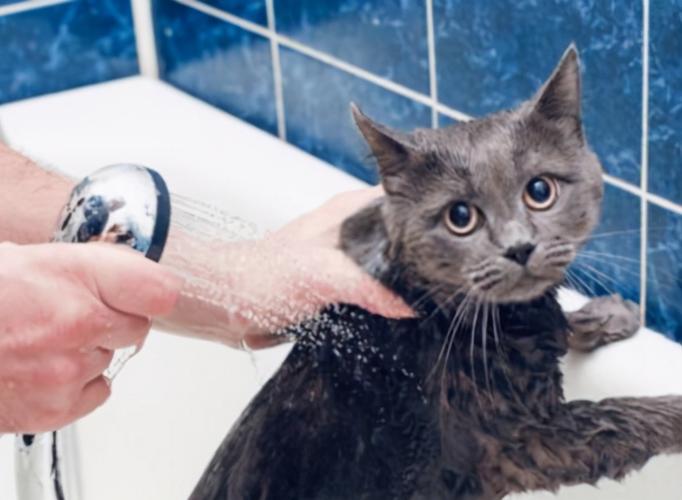 猫咪打翻水为什么