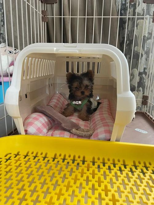 小狗新到家怎么办