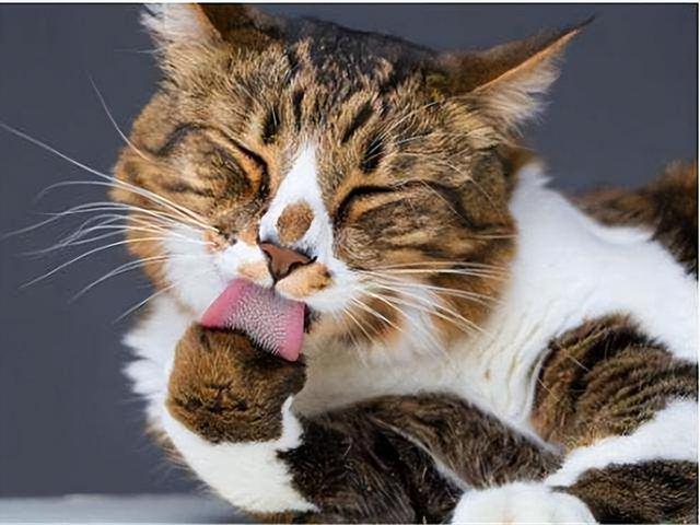 猫咪最强感官是什么