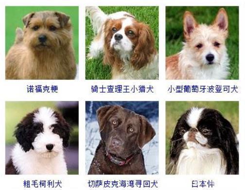 三个小狗起什么名字大全