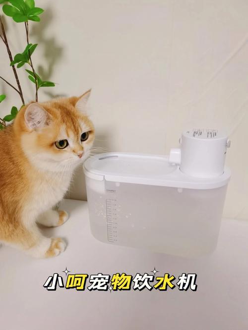 猫咪为什么用饮水机