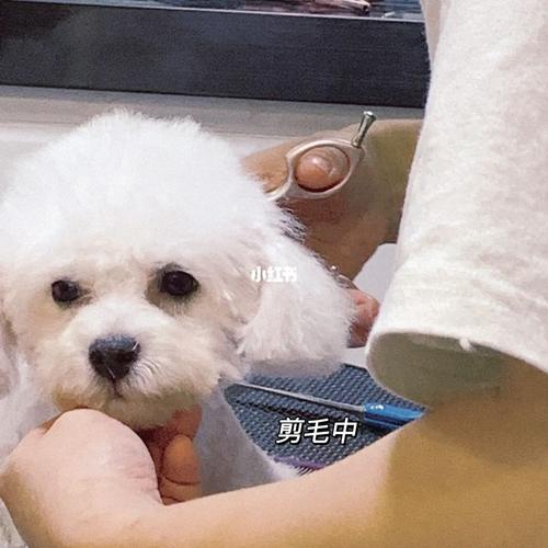 长期给狗狗剪毛有什么影响
