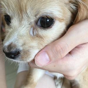 狗狗长眼屎吃什么