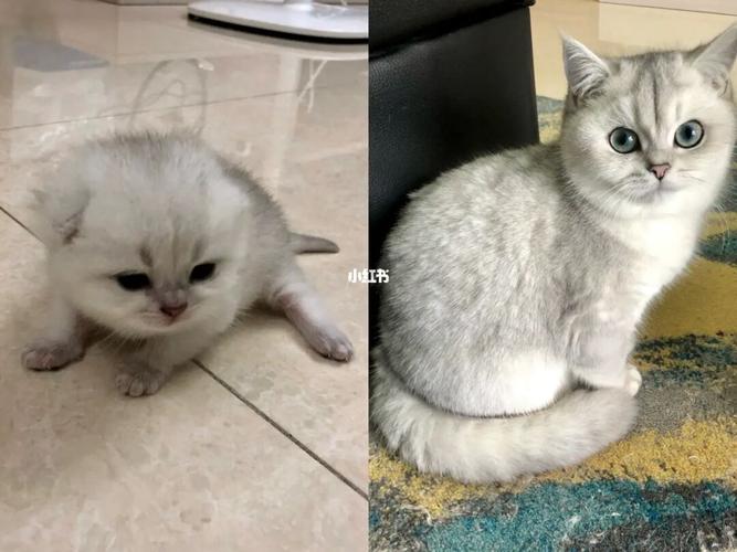 猫咪平日要怎么照顾