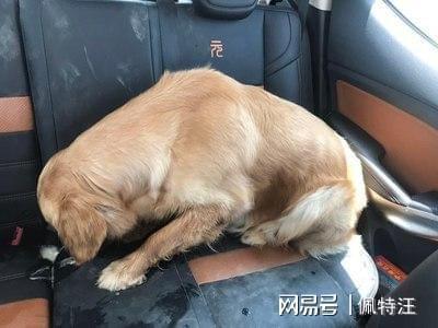 小狗晕车拉稀怎么治疗方法