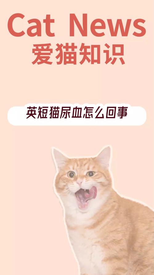 猫咪尿出血怎么办