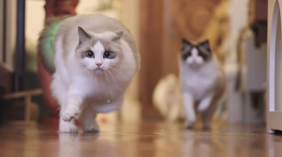 猫咪为什么喜欢跑出去