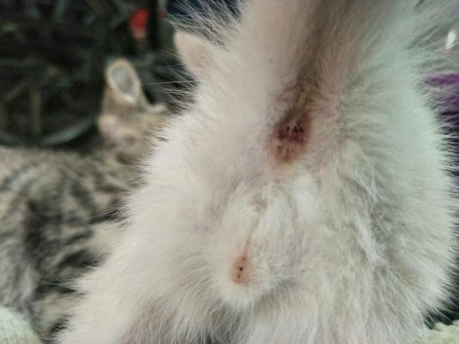 猫咪什么时候能分公母