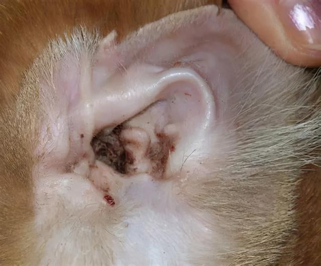 猫咪耳螨是什么原因造成的