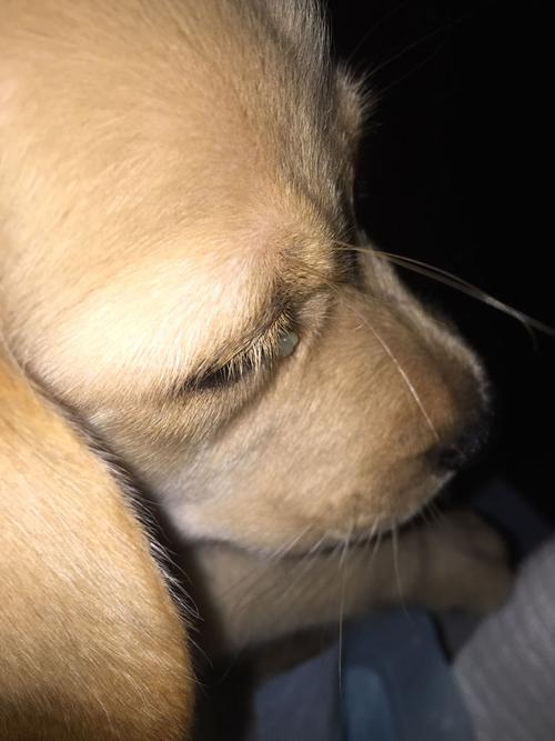 拉布拉多有眼屎怎么办
