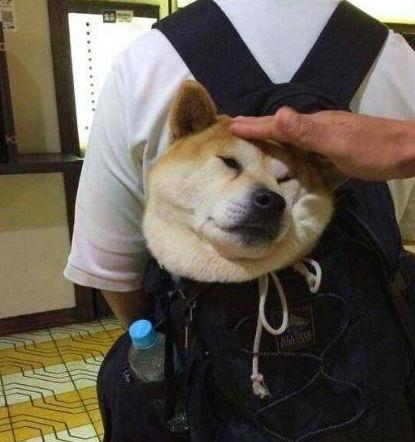 狗狗头版什么意思
