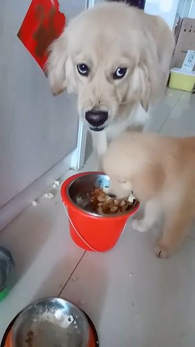 成犬金毛怎么喂食